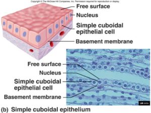 Simple cuboidal epithelium is one layer of cube shaped cells