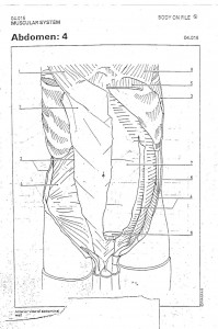 abdomen-4 muscles