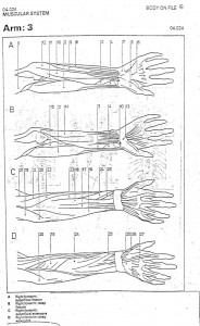 arm-3 muscles