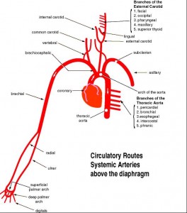 The ascending aorta emerges out of the left ventricle and makes a U-turn called the arch. The three branches from the arch are the brachiocephalic, left common carotid, and the left sublcavian arteries. It then descends towards the abdomen.