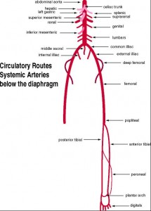 Arteries below the diaphragm are based on the descending aorta. It ends by branching into the two common iliac arteries.
