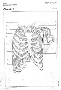 chest-2 muscles