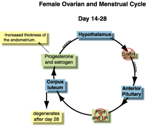 Female ovarian and menstrual cycle from day 14 to 28, a cycle of shutting down all of the hormones and the presence of progesterone post-ovulation