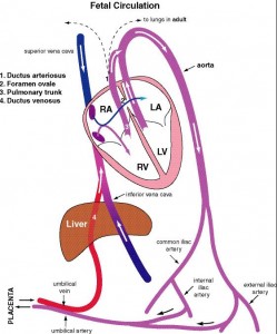 Fetal circulation has a bypass of the liver called the ductus venosus and two bypasses of the lungs called the foramen ovale and the ductus arteriosus