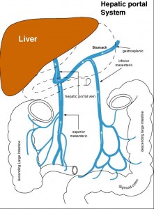 The hepatic portal vein takes digestive blood into the liver for filtering