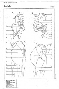 pelvis muscles