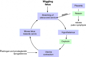 Hormones of childbirth, relying on a positive feedback loop increasing oxytocin levels