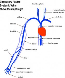 Veins above the diaphragm are based on the superior vena cava which is formed by the joining of the two brachiocephalic veins.