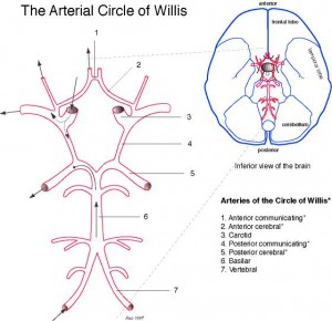 Circle of Willis is a circular pattern ensuring blood flow to the brain. It comes from the internal carotid arteries and the basilar artery, which is a joining of the two vertebral arteries.