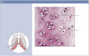 Hyaline cartilage is characterized by the smooth intercellular matrix and lacunae surrounding the chondrocytes