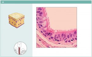 Pseudostratified columnar epithelium has nuclei arranged in a scattered nature and is ciliated.