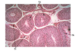 Seminiferous tubules of testes show immature sperm at the periphery of cross section and mature sperm towards the lumen
