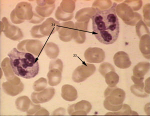 Neutrophils have light grayish pink granules and a segmented nucleus