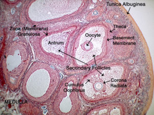 Ovary with various stages of follicles. Some follicles have the oocyte still in them