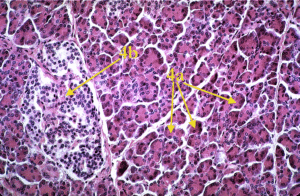 Pancreas is primarily the exocrine acinar cells but one lighter-staining islet is shown