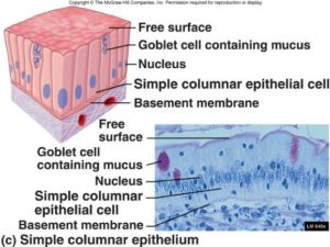 Simple columnar epithelium is one layer of tall shaped cells