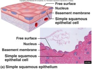 Simple squamous epithelium is one layer of flattened cells