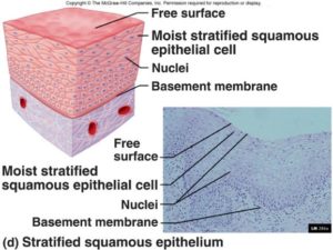 Numerous layers of flat cells. Stratified squamous epithelium is named according to the shape of the cells at the free surface.