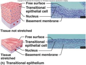Transitional epithelium is multilayered lining stretchy organs like the urinary bladder. It appears columnar if bladder is empty or squamous if bladder is full